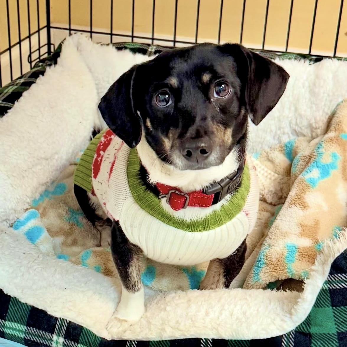 Enlarge Hailey, an adopted mixed breed in Gallatin, TN image 5/6