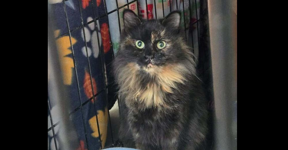 Enlarge Chessie, a Adoptable mixed breed in Springdale, PA image 1/1