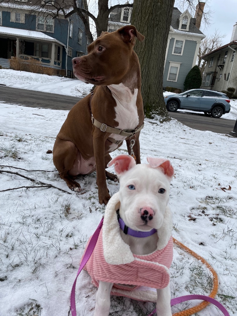 Winter, Adopted, Puppy Female Pit Bull Terrier.