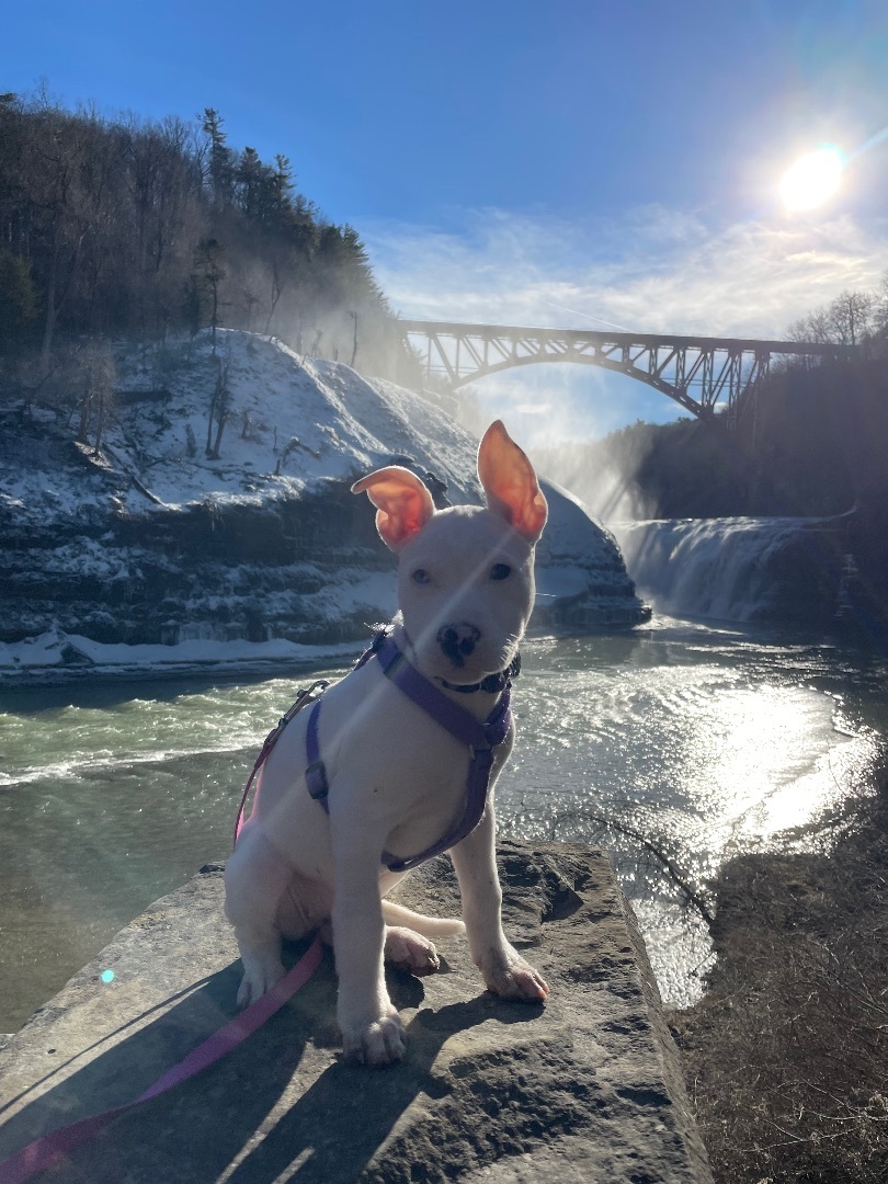 Winter, a Adopted mixed breed in Ontario, NY image 4/4