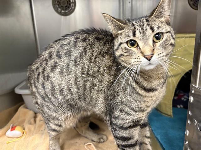 LEMON, Adoptable, Young Female Domestic Short Hair.