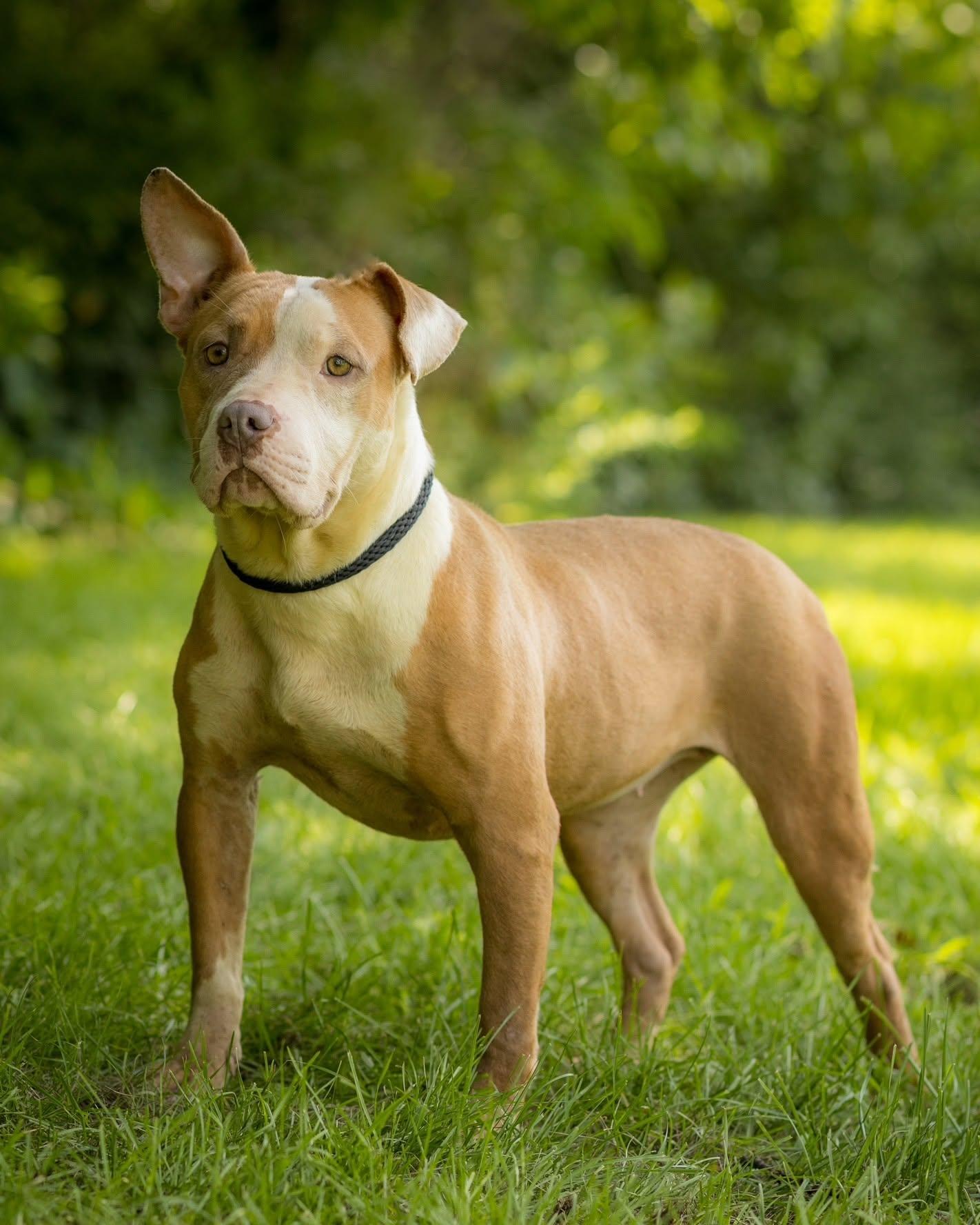 Enlarge ANDROMEDA (0082), a ADOPTABLE mixed breed in Bridgeport, CT image 1/1