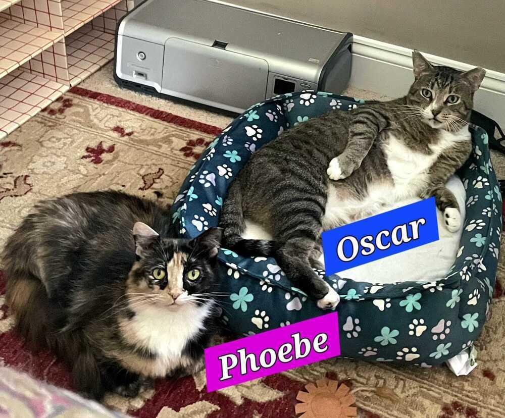 Phoebe, Adoptable, Adult Female Domestic Long Hair.