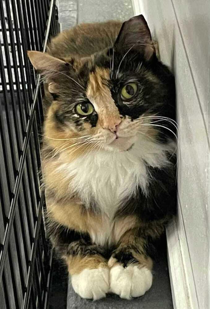 Enlarge Phoebe, a Adoptable mixed breed in Jessup, MD image 2/2