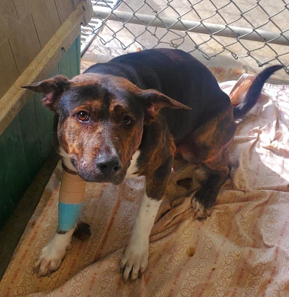 Ranger, Adoptable, Adult Male Jack Russell Terrier & Pit Bull Terrier.