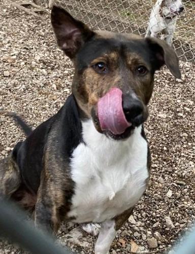 Ranger, Adoptable, Adult Male Jack Russell Terrier & Pit Bull Terrier.