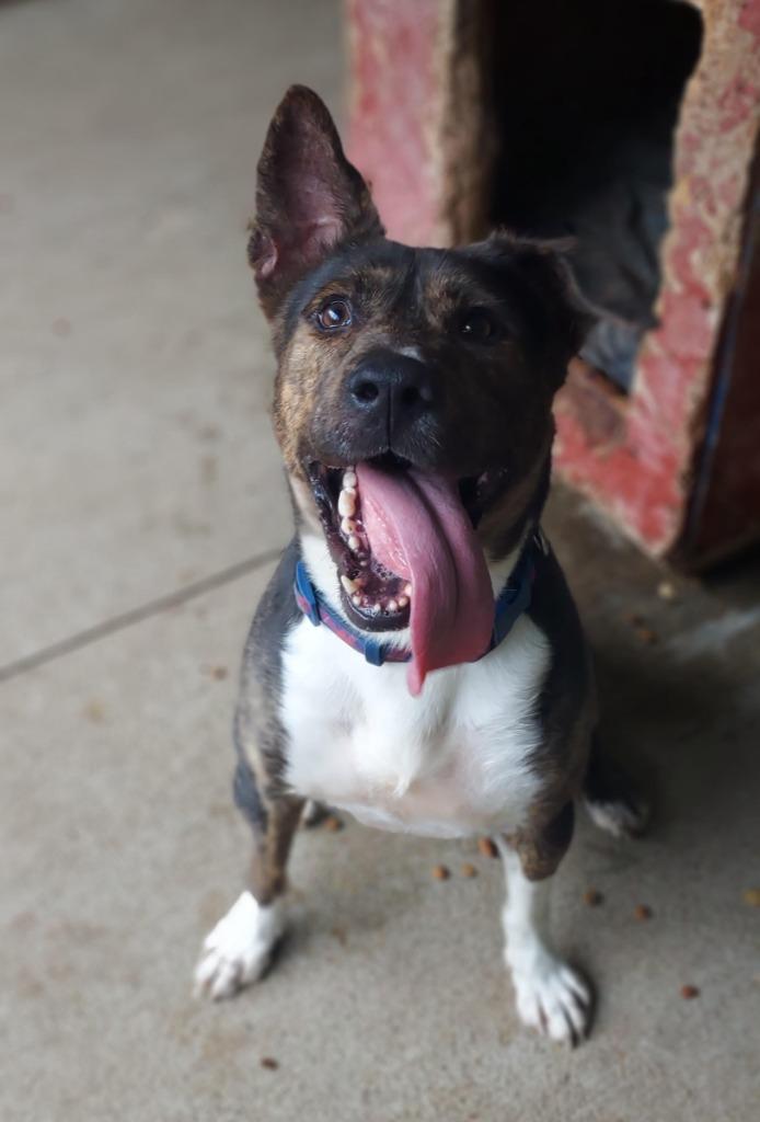 Ranger, a Adoptable mixed breed in Saint Clairsville, OH image 2/4