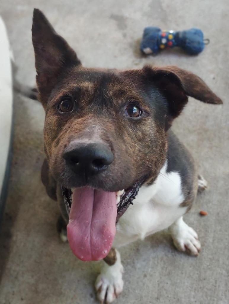 Ranger, a Adoptable mixed breed in Saint Clairsville, OH image 4/4