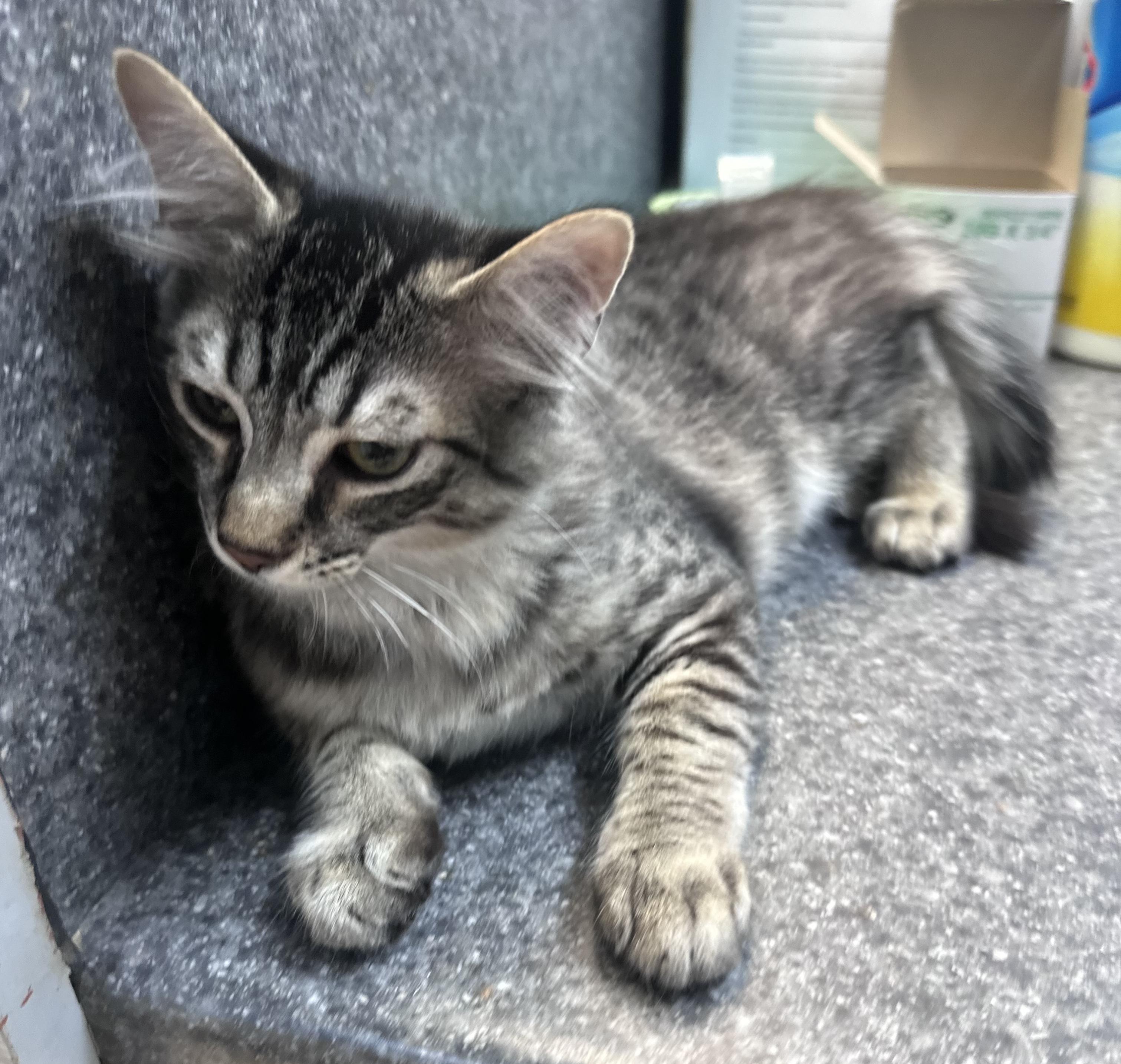 Forrest, adopted, Young Male Domestic Medium Hair.