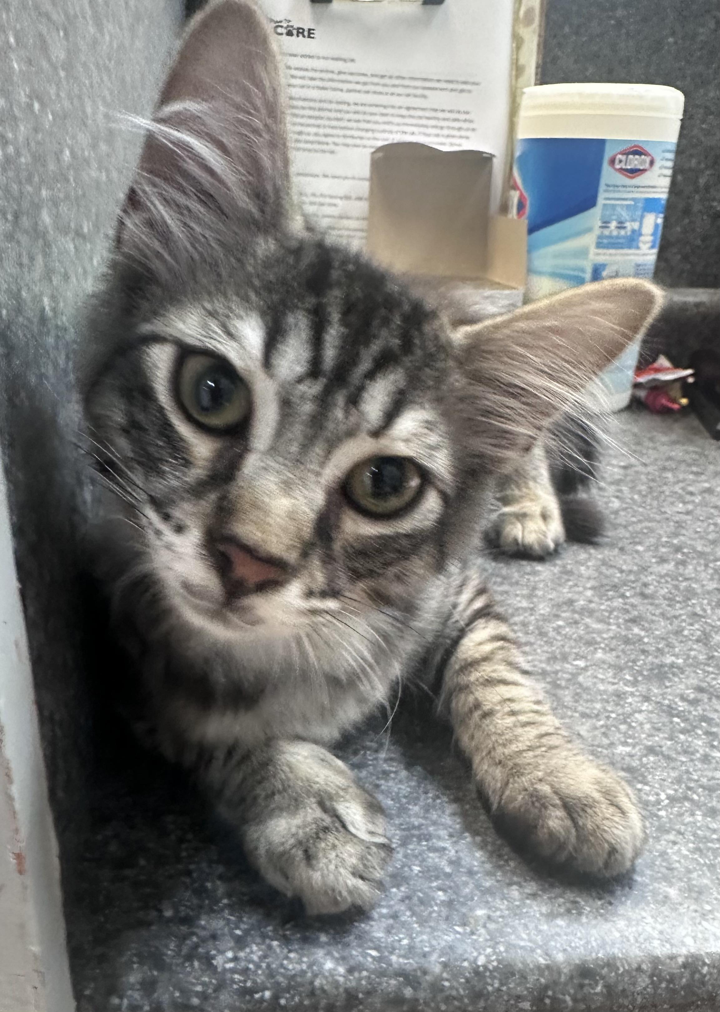 Forrest, an adopted Domestic Medium Hair in Dyersburg, TN image 3/3