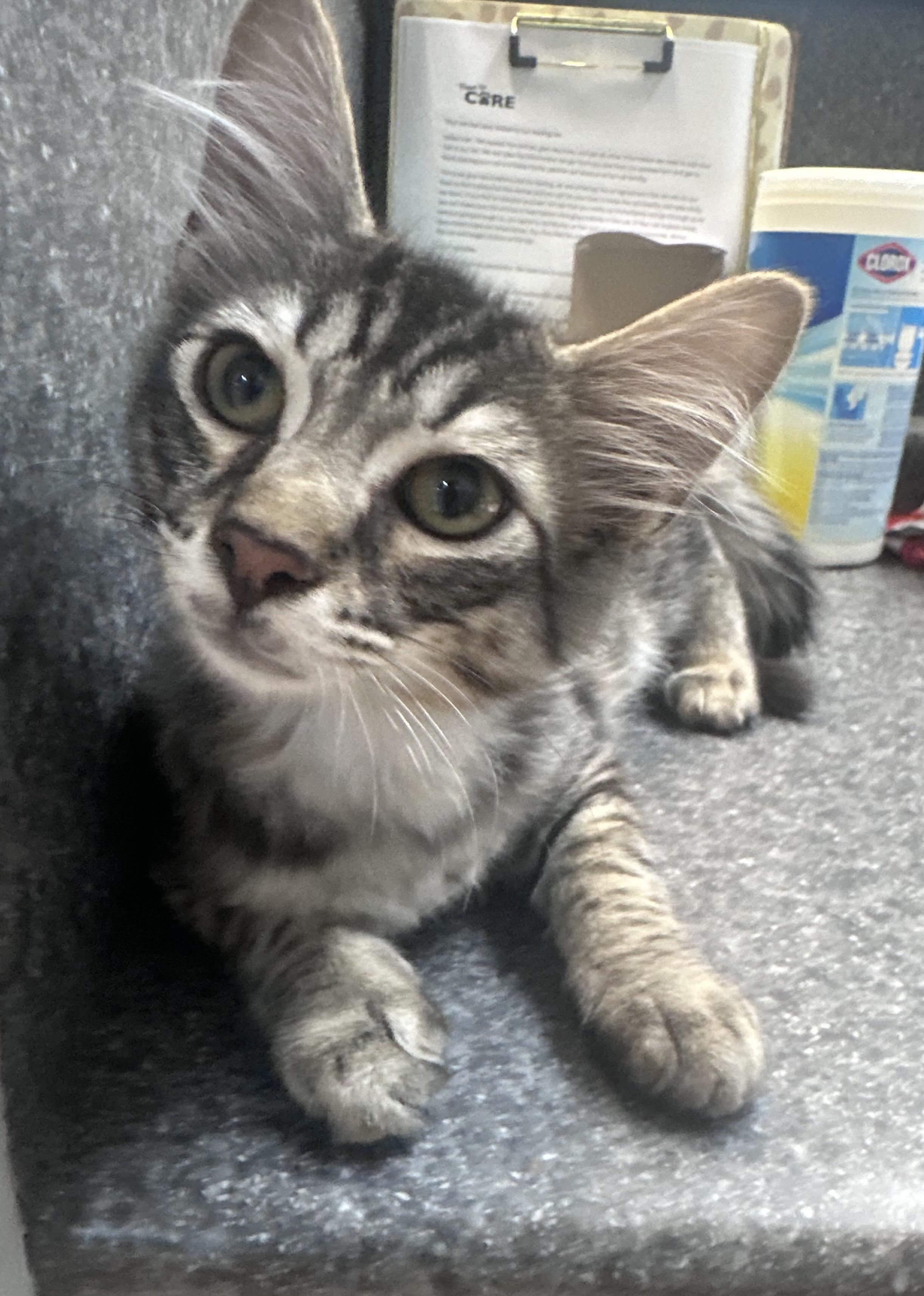 Forrest, an adopted Domestic Medium Hair in Dyersburg, TN image 2/3
