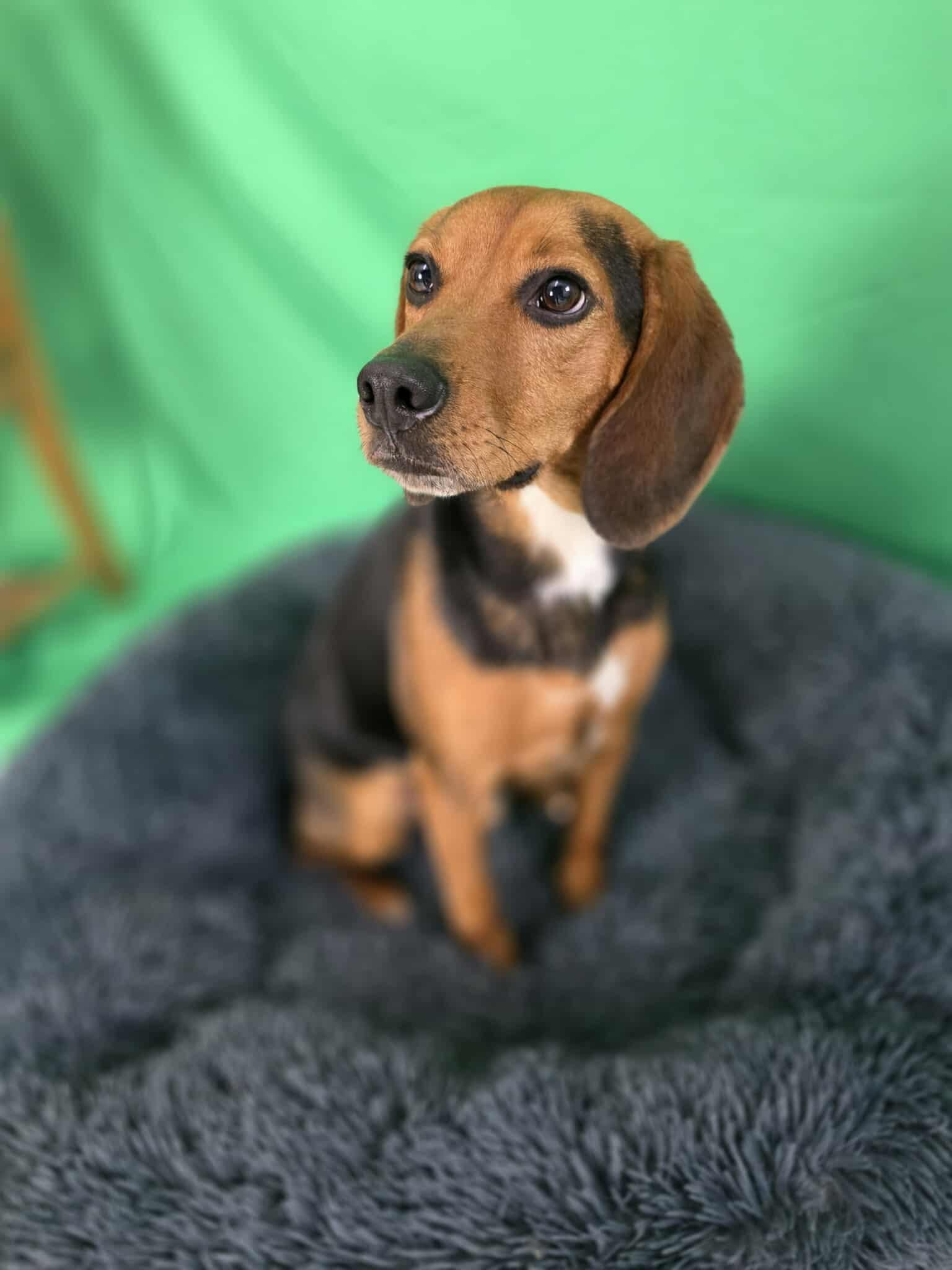 Jugo, an adopted Beagle in Harrodsburg, KY image 3/4