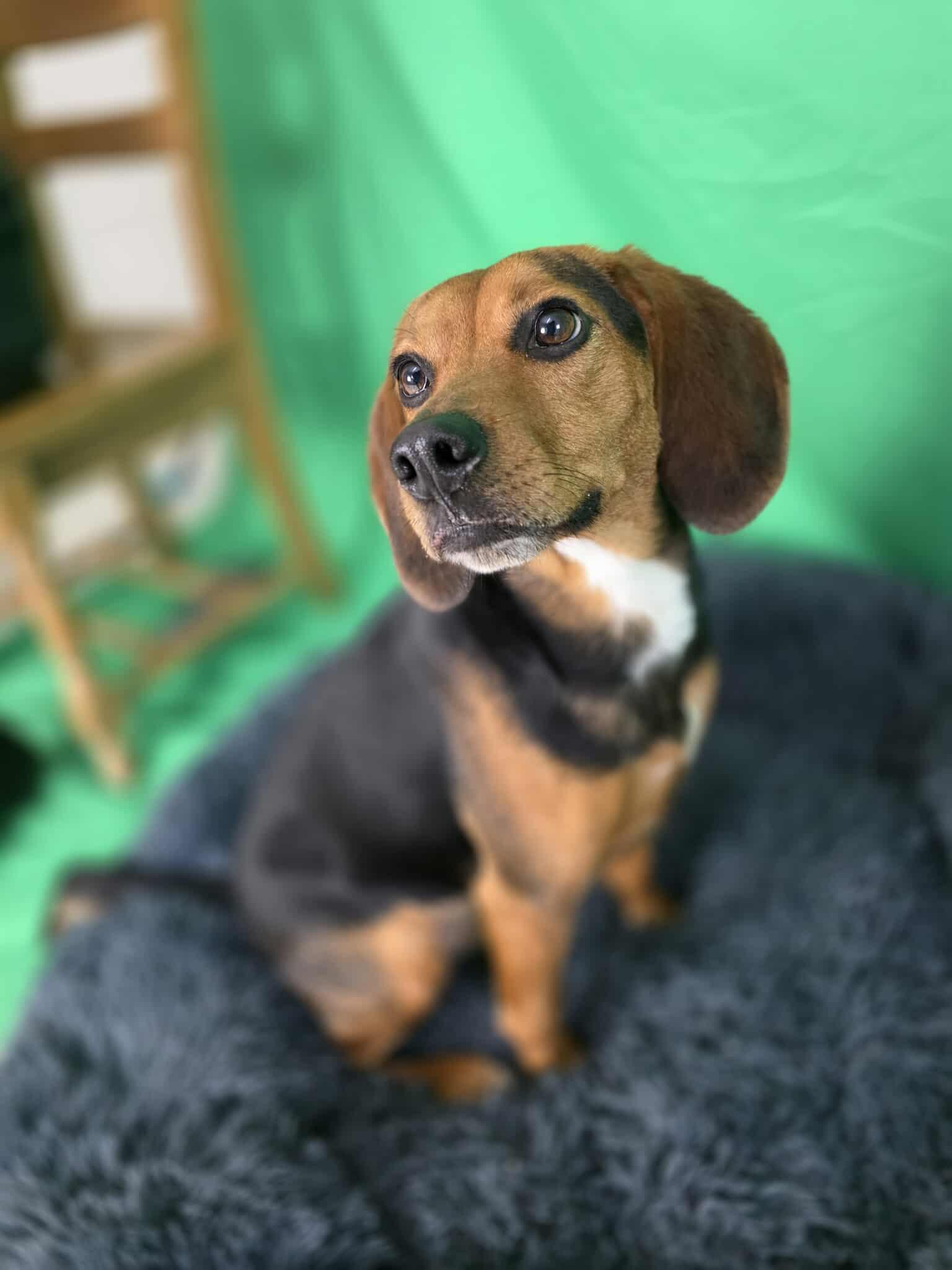 Jugo, an adopted Beagle in Harrodsburg, KY image 4/4