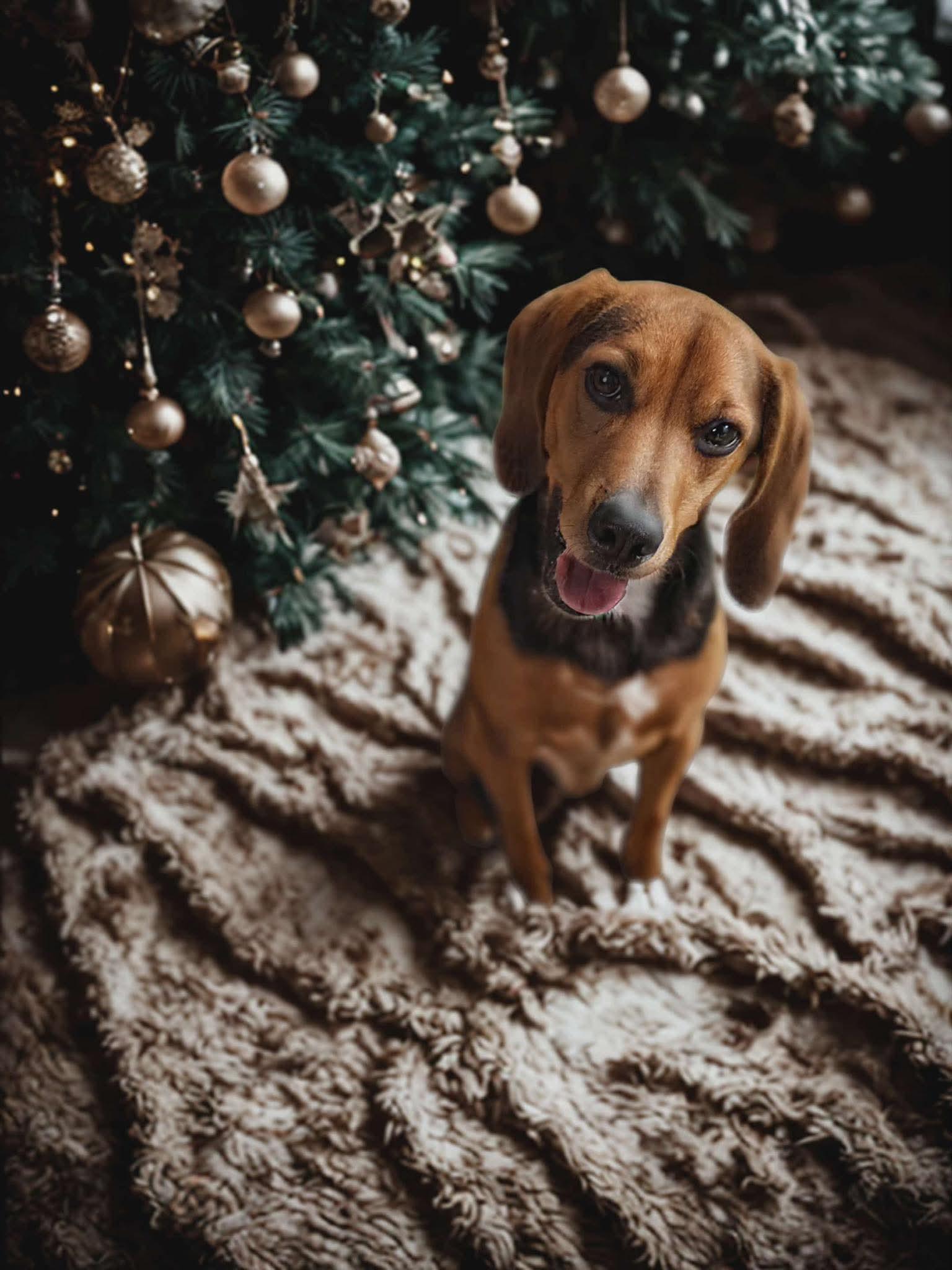 Jugo, an adopted Beagle in Harrodsburg, KY image 2/4