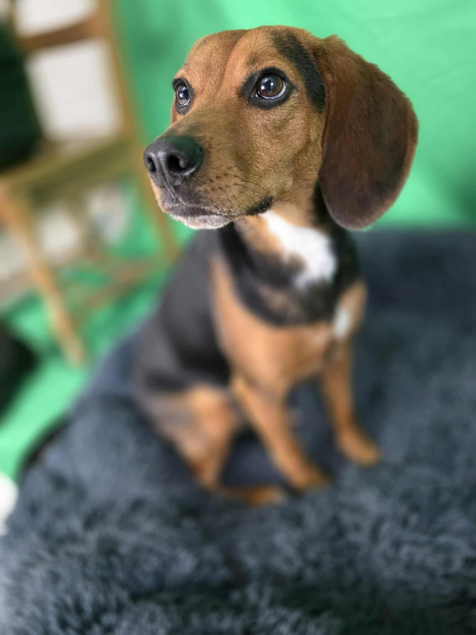 Jugo, an adopted Beagle in Harrodsburg, KY image 1/4