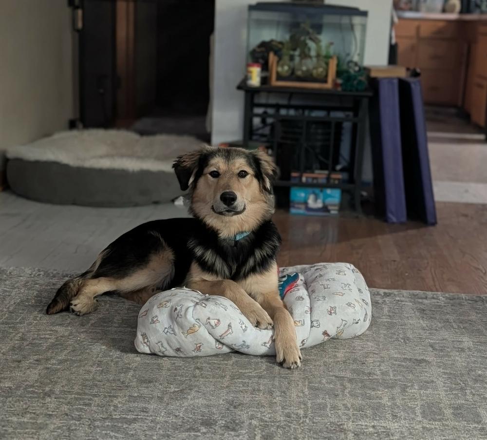 Mina, Adoptable, Young Female German Shepherd Dog.