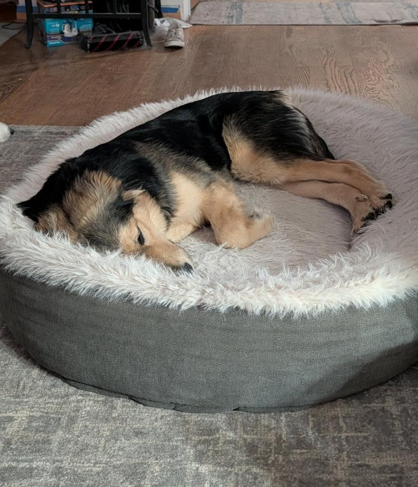 Enlarge Mina, a Adoptable mixed breed in Fredonia, WI image 2/5