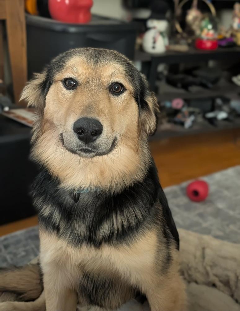 Enlarge Mina, a Adoptable mixed breed in Fredonia, WI image 3/5