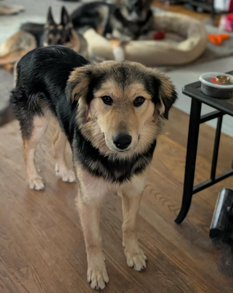 Enlarge Mina, a Adoptable mixed breed in Fredonia, WI image 4/5