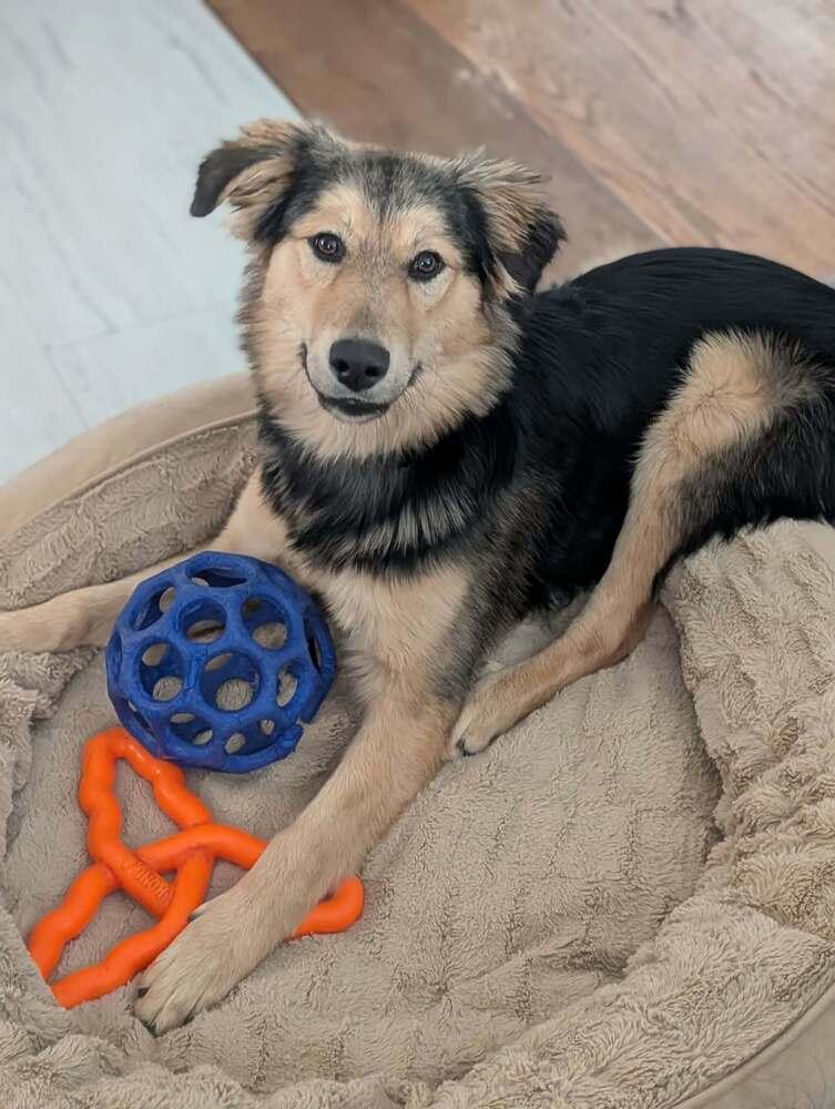 Enlarge Mina, a Adoptable mixed breed in Fredonia, WI image 5/5