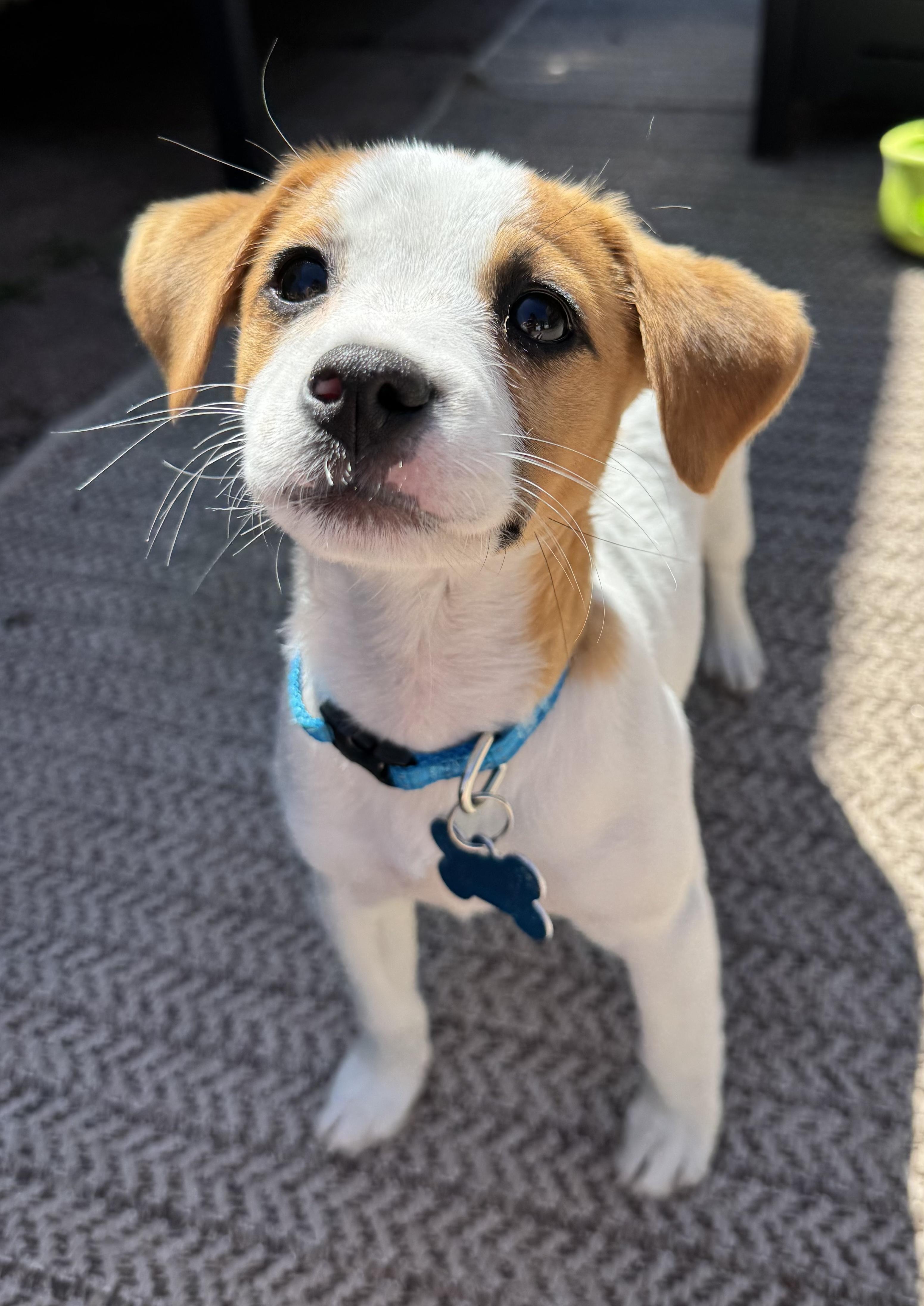Enlarge Lola, an adopted mixed breed in Minneapolis, MN image 5/6