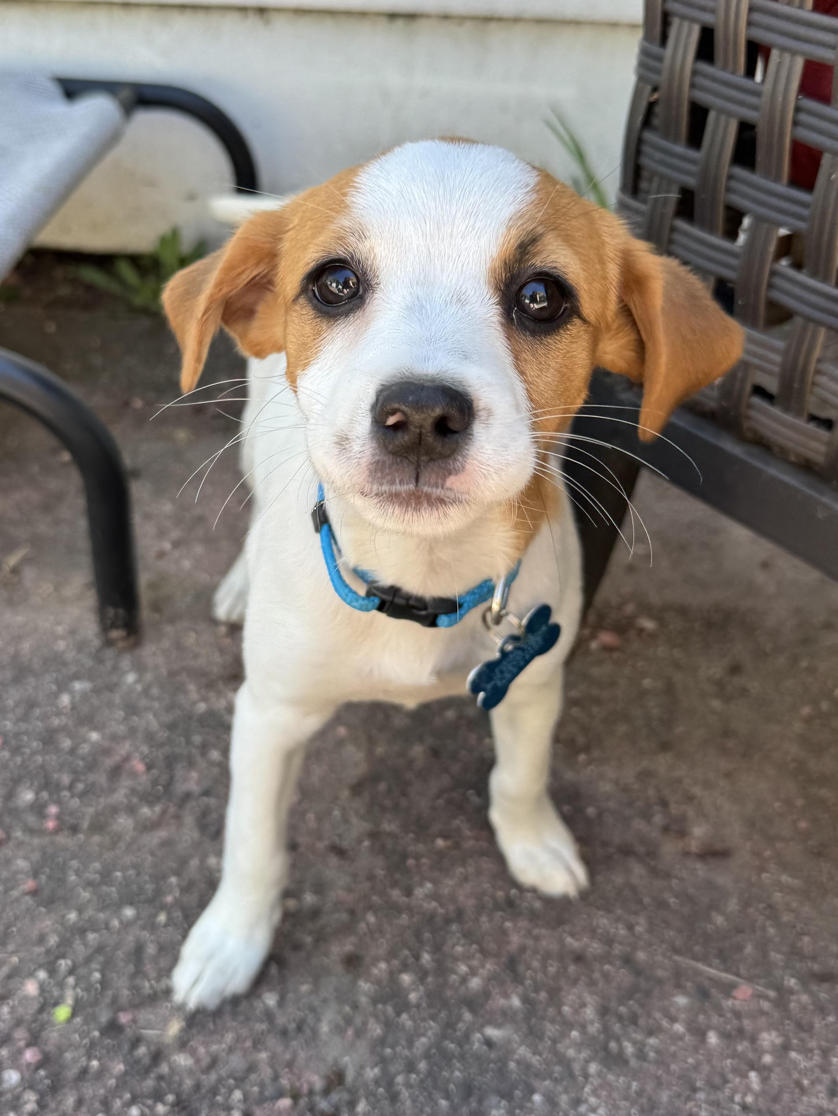 Enlarge Lola, an adopted mixed breed in Minneapolis, MN image 1/6