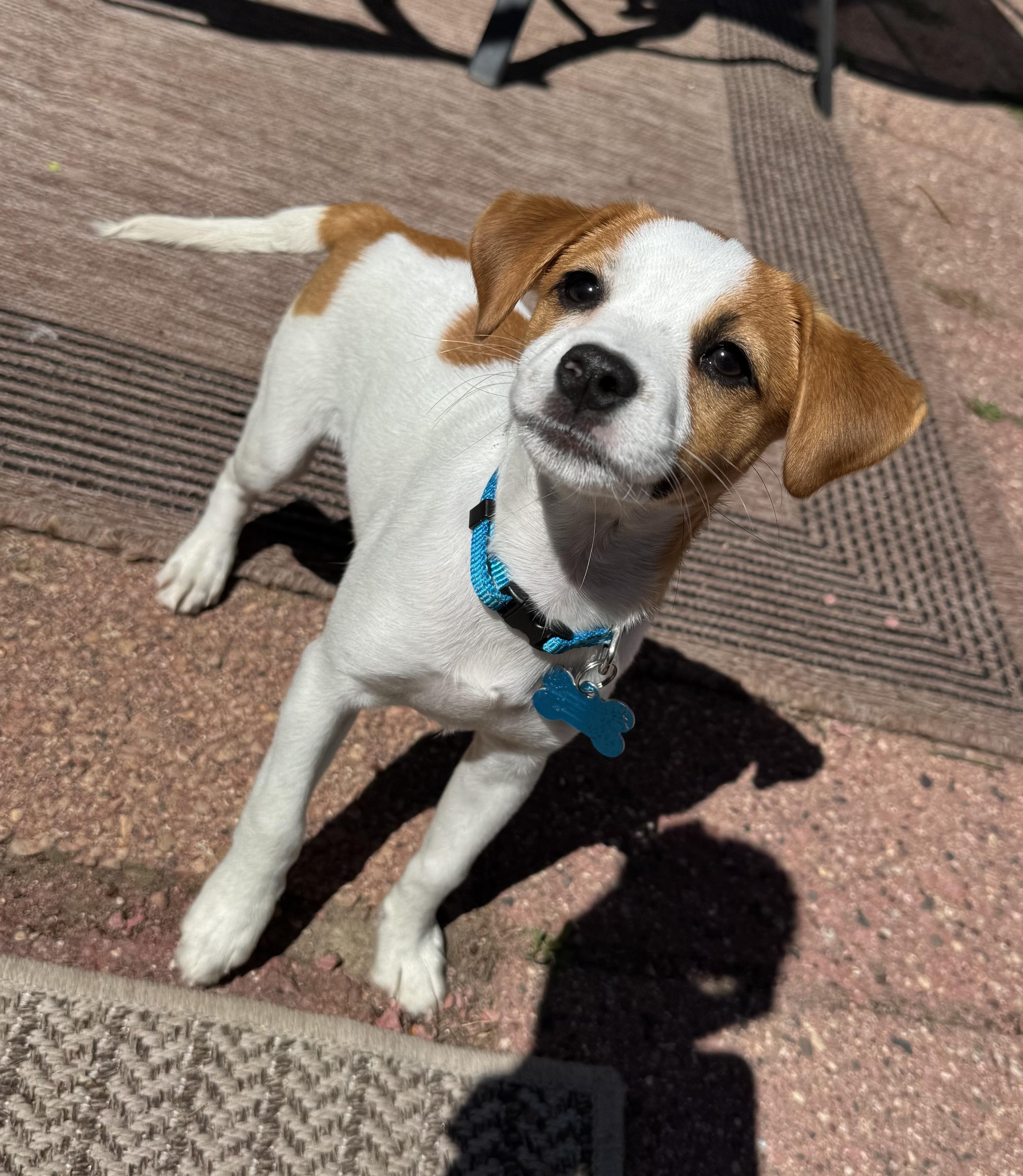 Enlarge Lola, an adopted mixed breed in Minneapolis, MN image 3/6