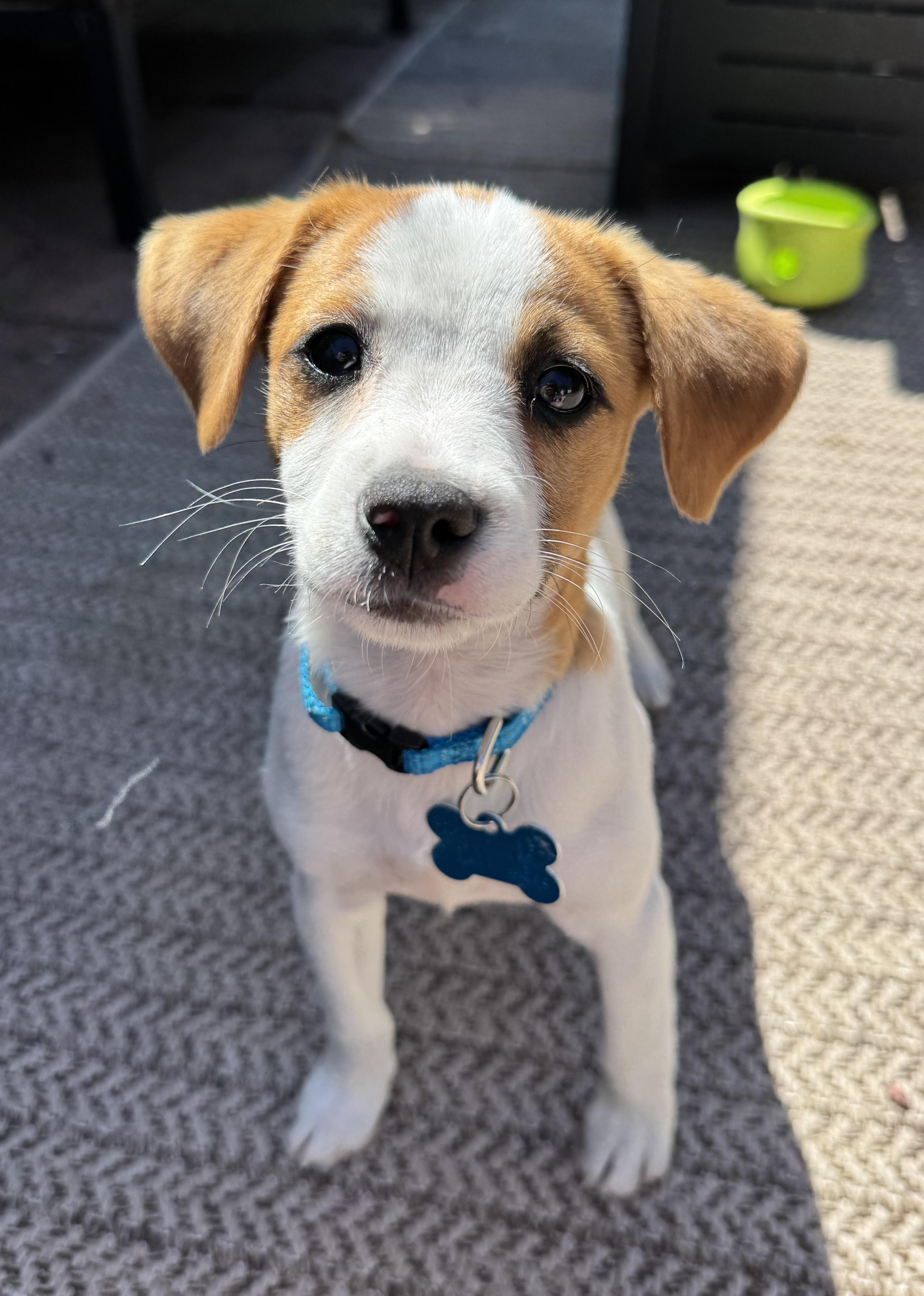 Enlarge Lola, an adopted mixed breed in Minneapolis, MN image 2/6