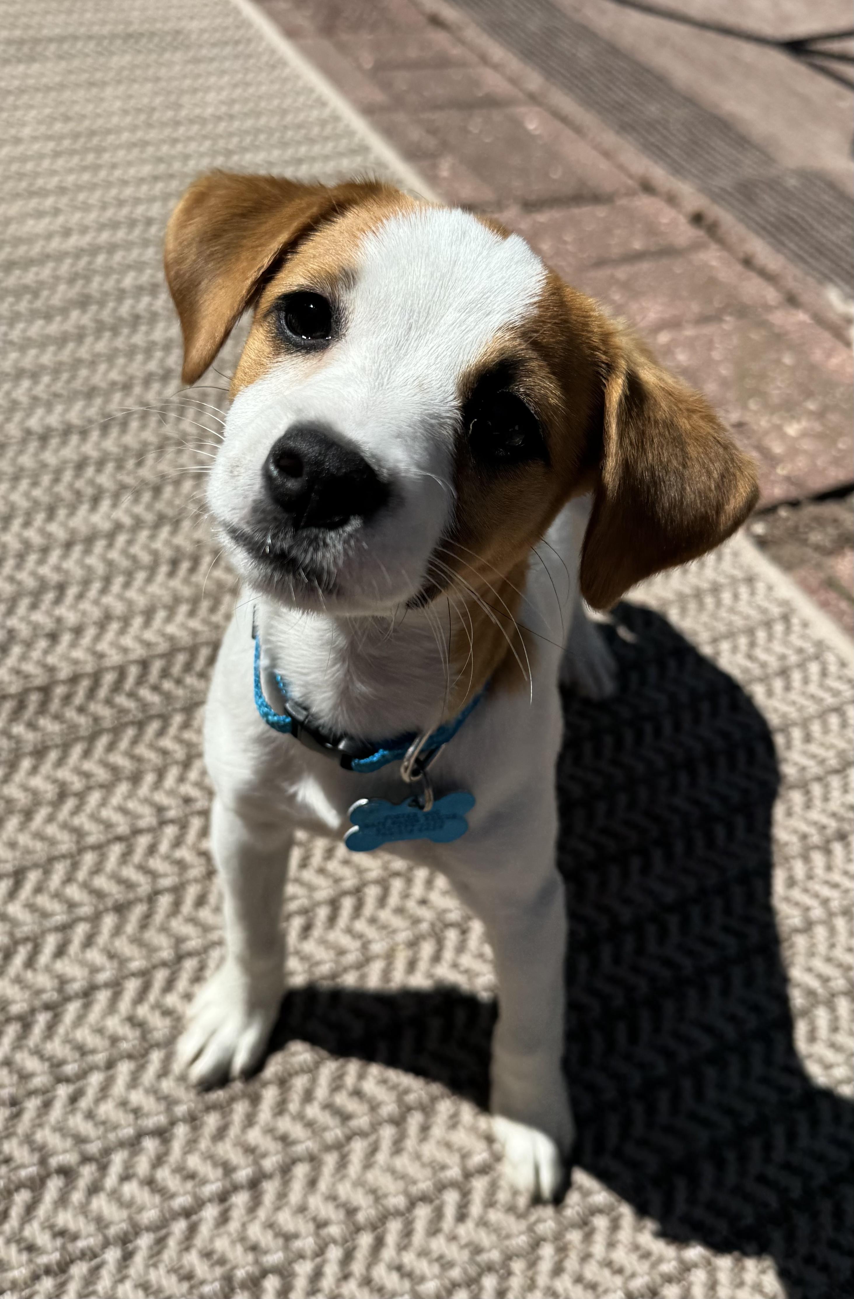Enlarge Lola, an adopted mixed breed in Minneapolis, MN image 6/6