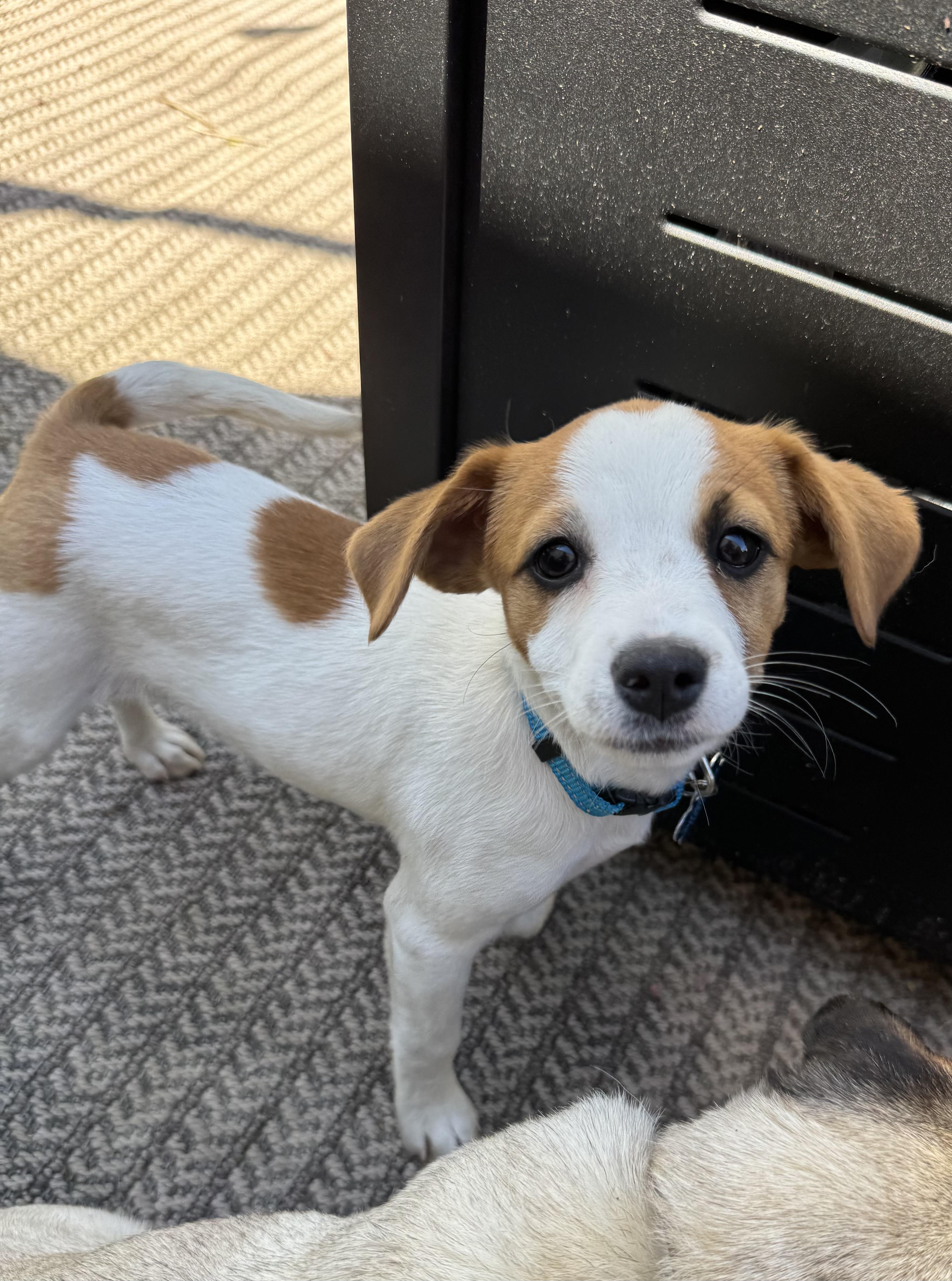 Enlarge Lola, an adopted mixed breed in Minneapolis, MN image 4/6