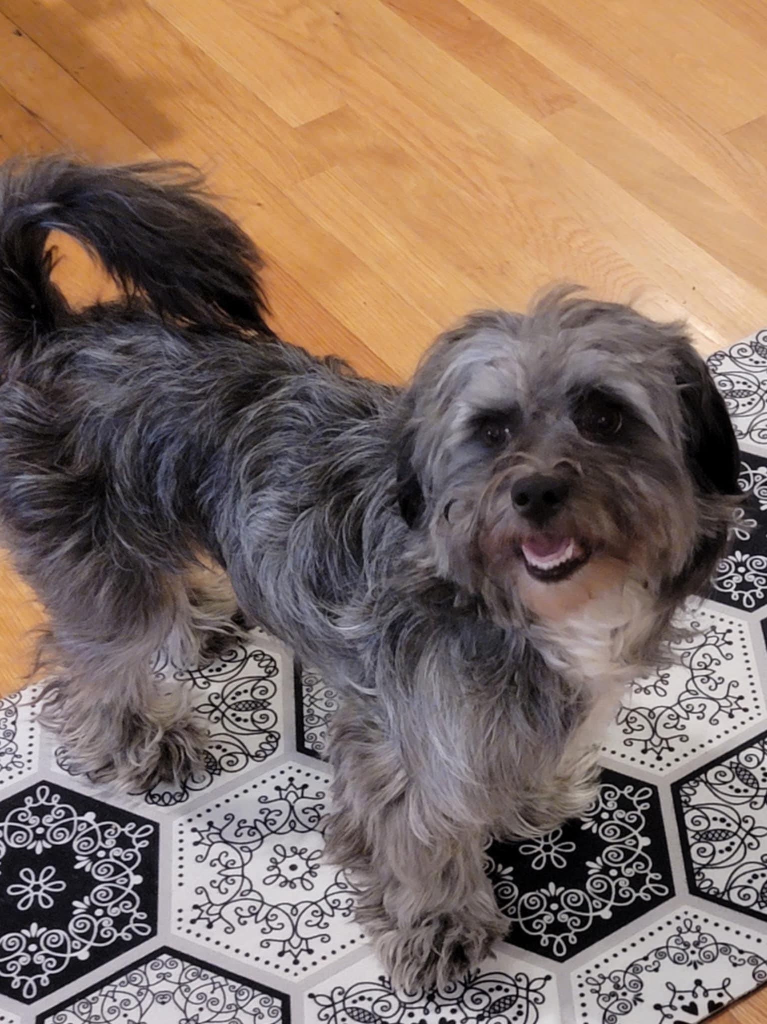 Enlarge Peluchin, a ADOPTABLE mixed breed in Cumming, GA image 2/3