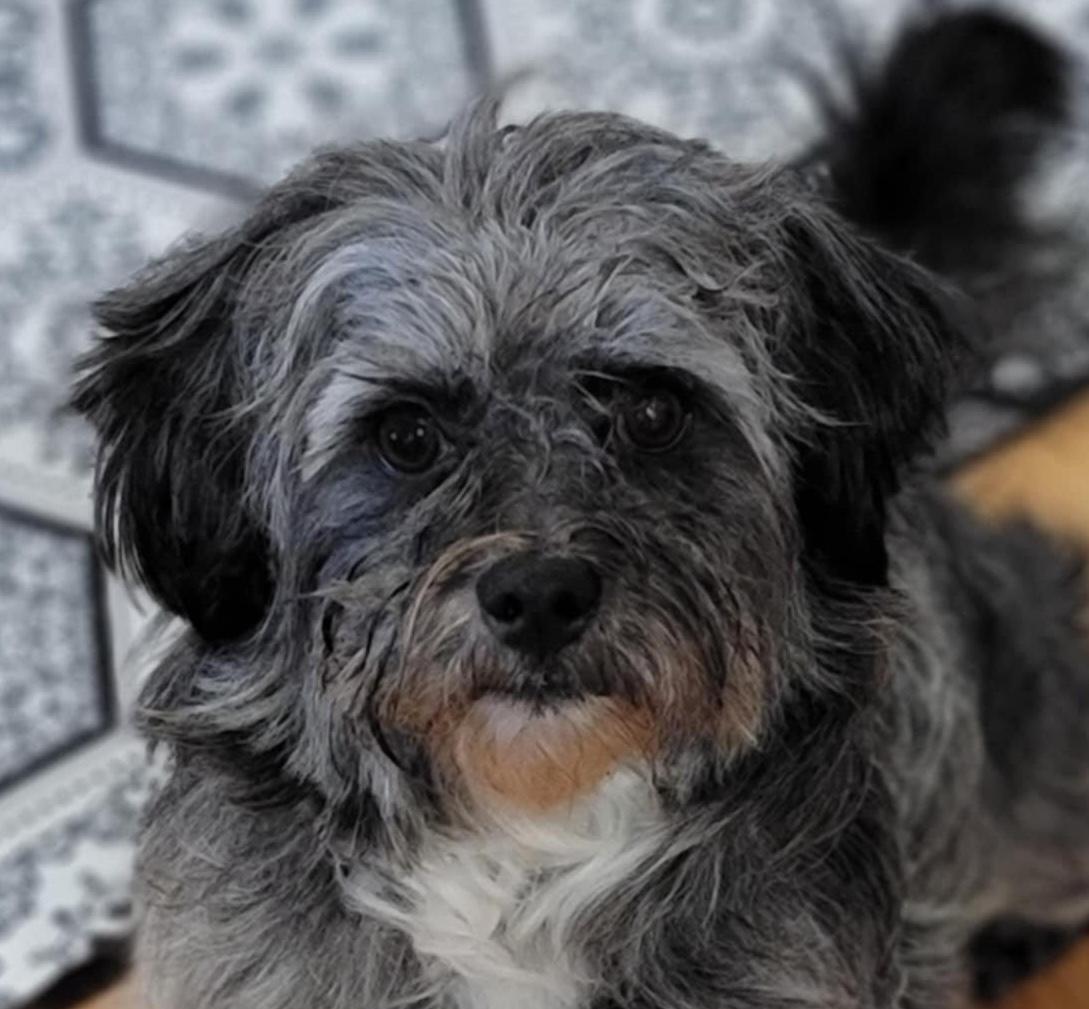 Peluchin, adopted, Young Male Shih Tzu.
