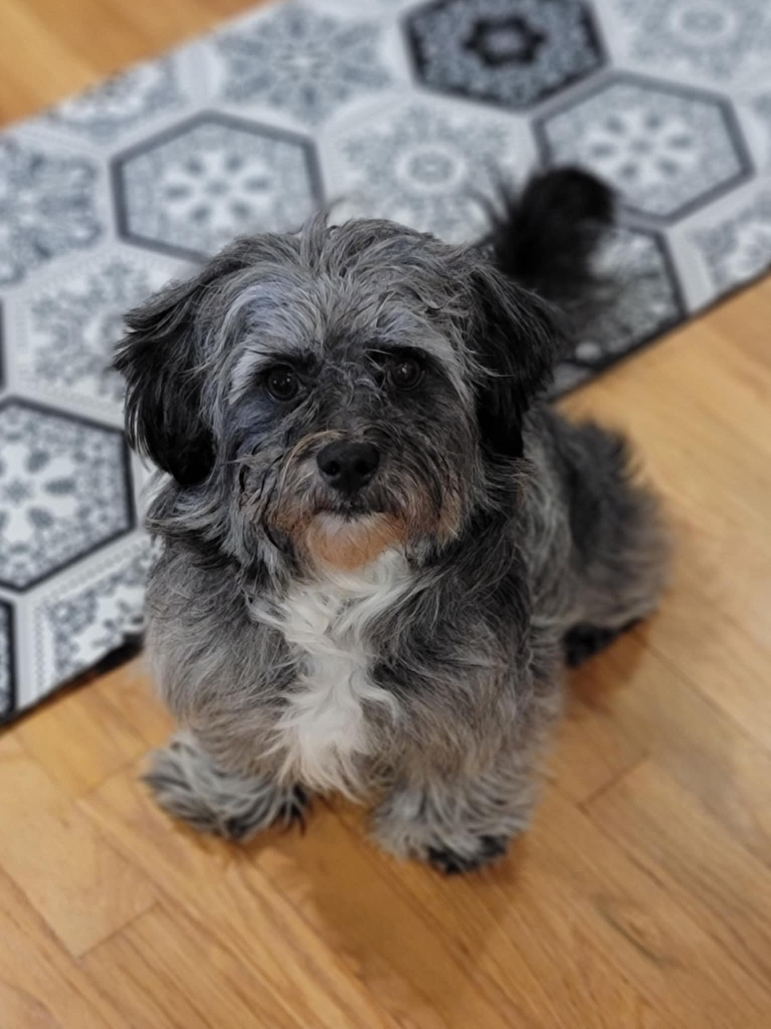 Enlarge Peluchin, a ADOPTABLE mixed breed in Cumming, GA image 3/3