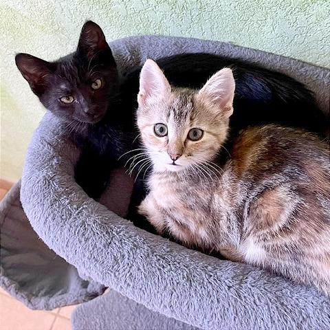Enlarge Driscoll, a Adoptable Domestic Short Hair in Pleasant Hill, CA image 1/6