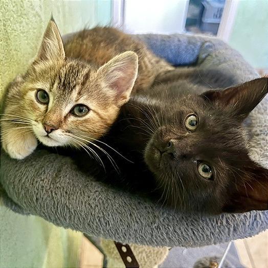Enlarge Driscoll, a Adoptable Domestic Short Hair in Pleasant Hill, CA image 2/6