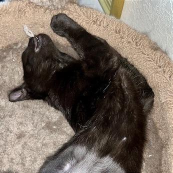 Enlarge Driscoll, a Adoptable Domestic Short Hair in Pleasant Hill, CA image 3/6