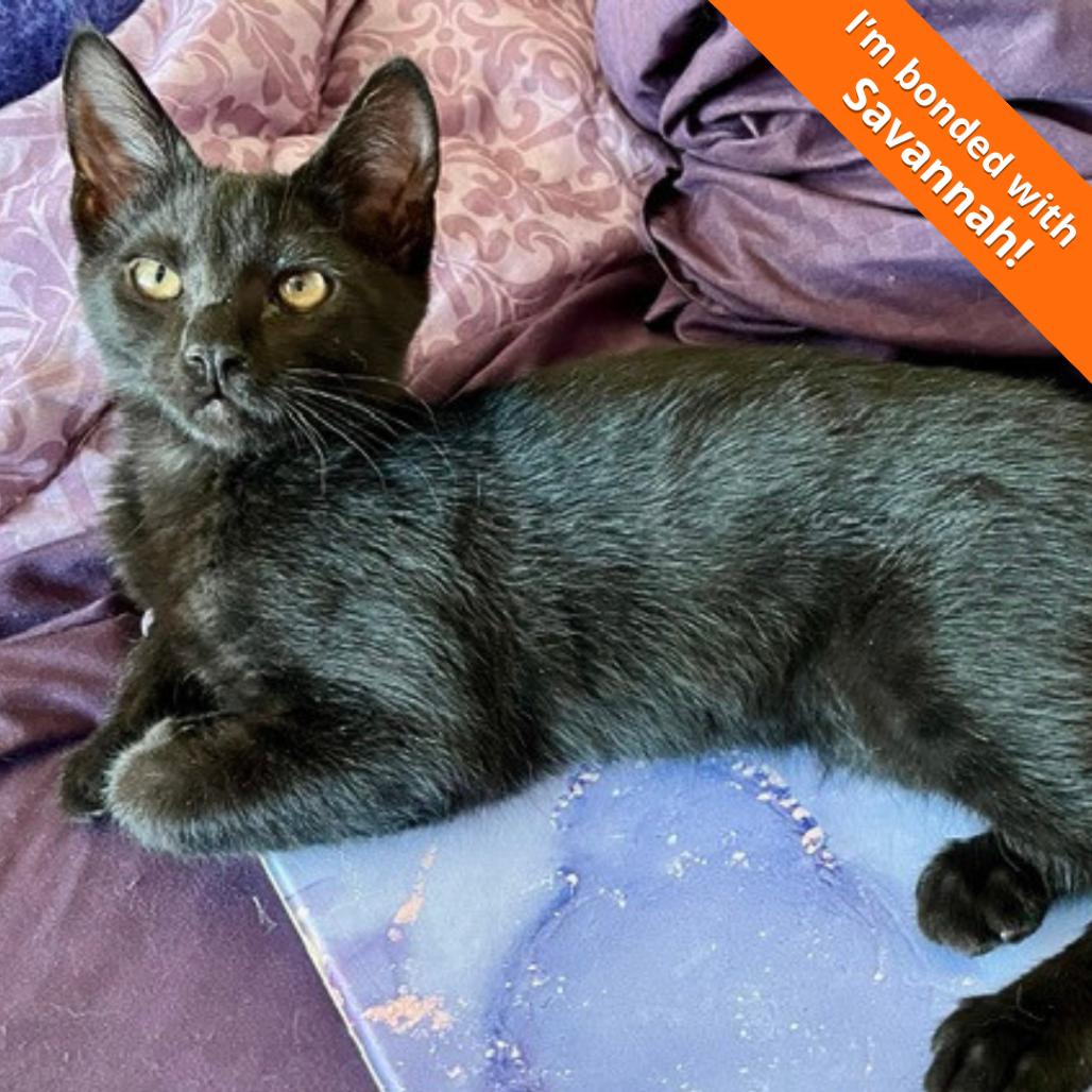 Enlarge Driscoll, a Adoptable Domestic Short Hair in Pleasant Hill, CA image 4/6