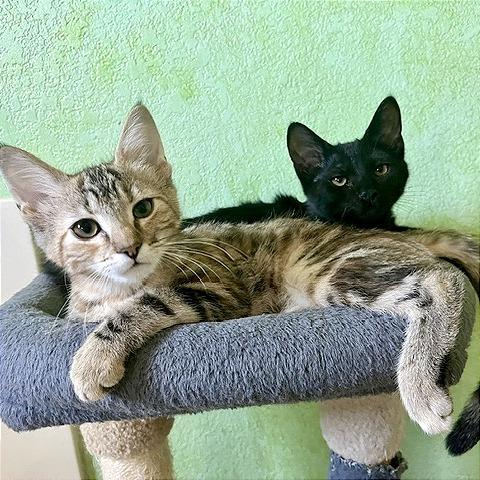 Enlarge Driscoll, a Adoptable Domestic Short Hair in Pleasant Hill, CA image 5/6