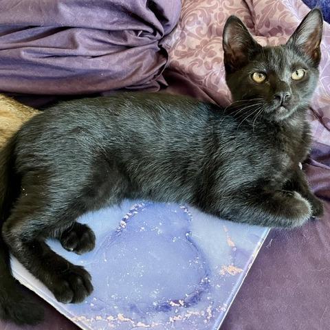 Enlarge Driscoll, a Adoptable Domestic Short Hair in Pleasant Hill, CA image 6/6