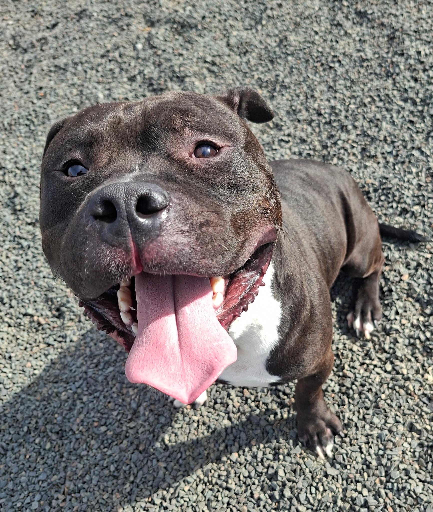 Meatball Marinara, Adoptable, Adult Male American Bully & Mixed Breed.
