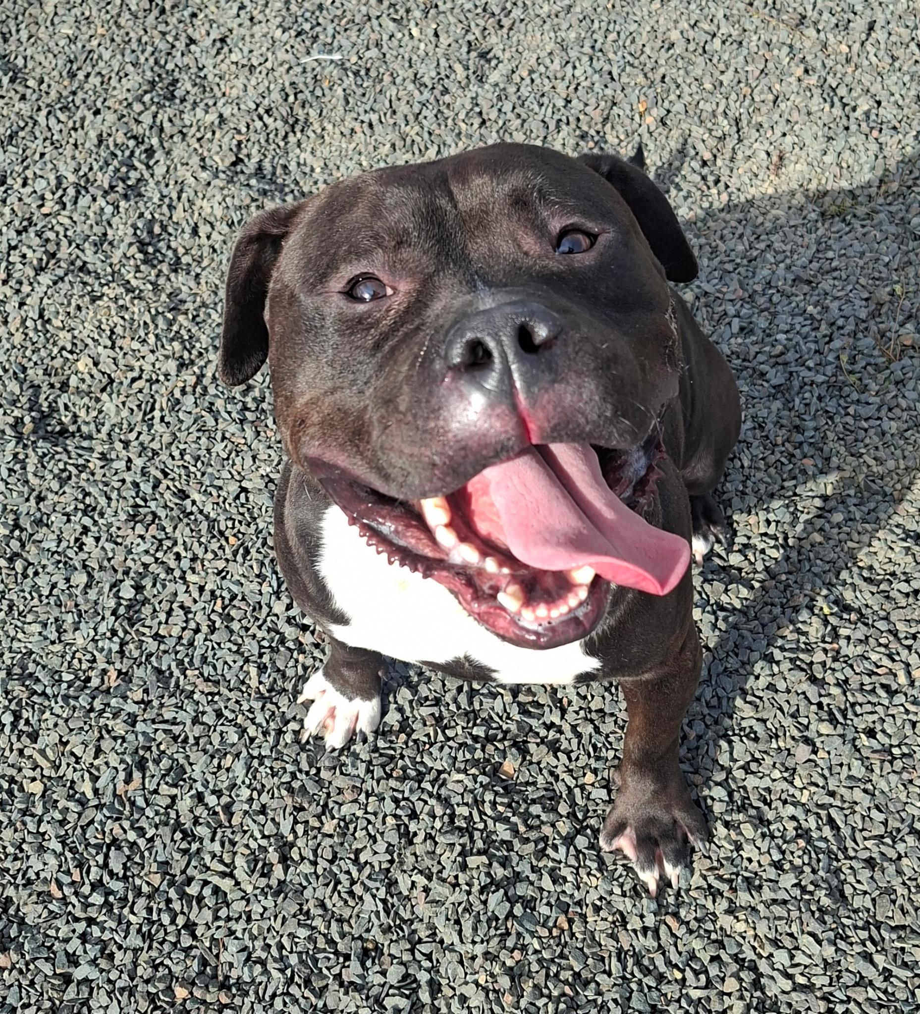 Enlarge Meatball Marinara, a Adoptable mixed breed in Wallingford, CT image 2/3