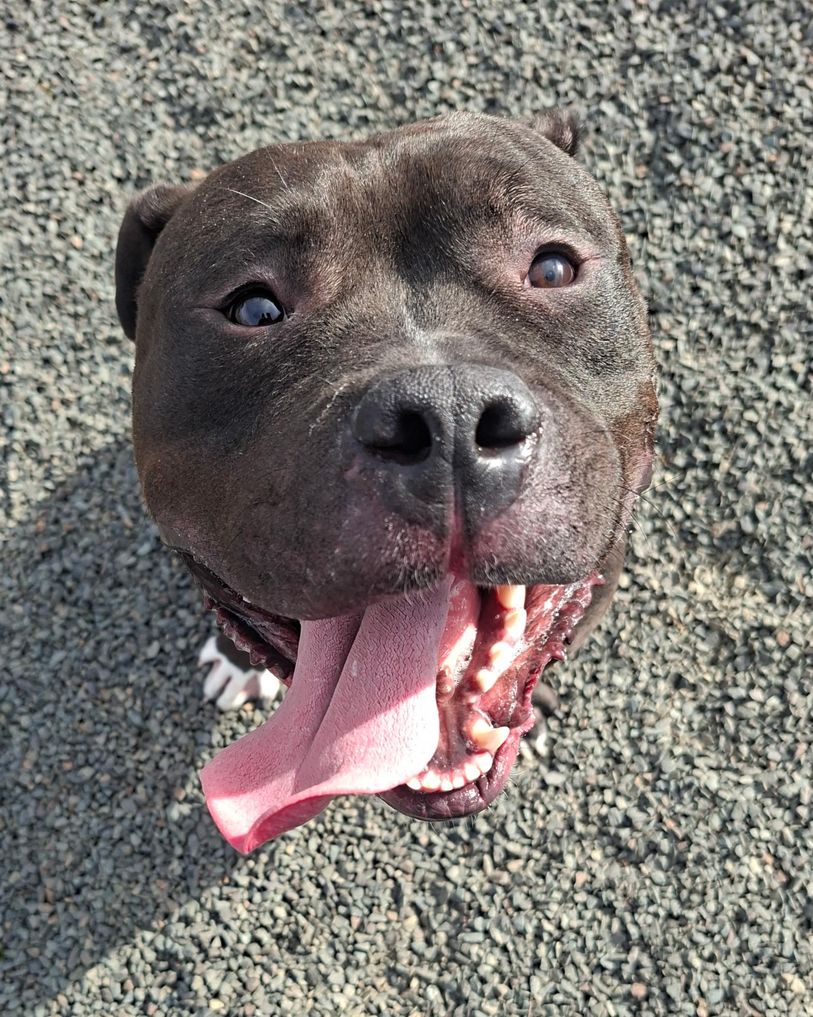 Enlarge Meatball Marinara, a Adoptable mixed breed in Wallingford, CT image 3/3