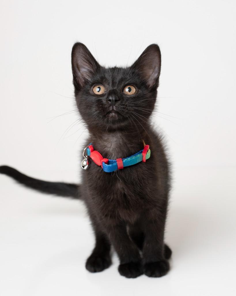 Phantom, Adopted, Kitten Male Domestic Short Hair.