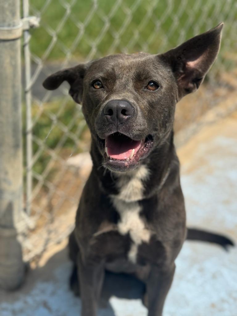 Brandy, Adoptable, Adult Female Pit Bull Terrier & Mixed Breed.