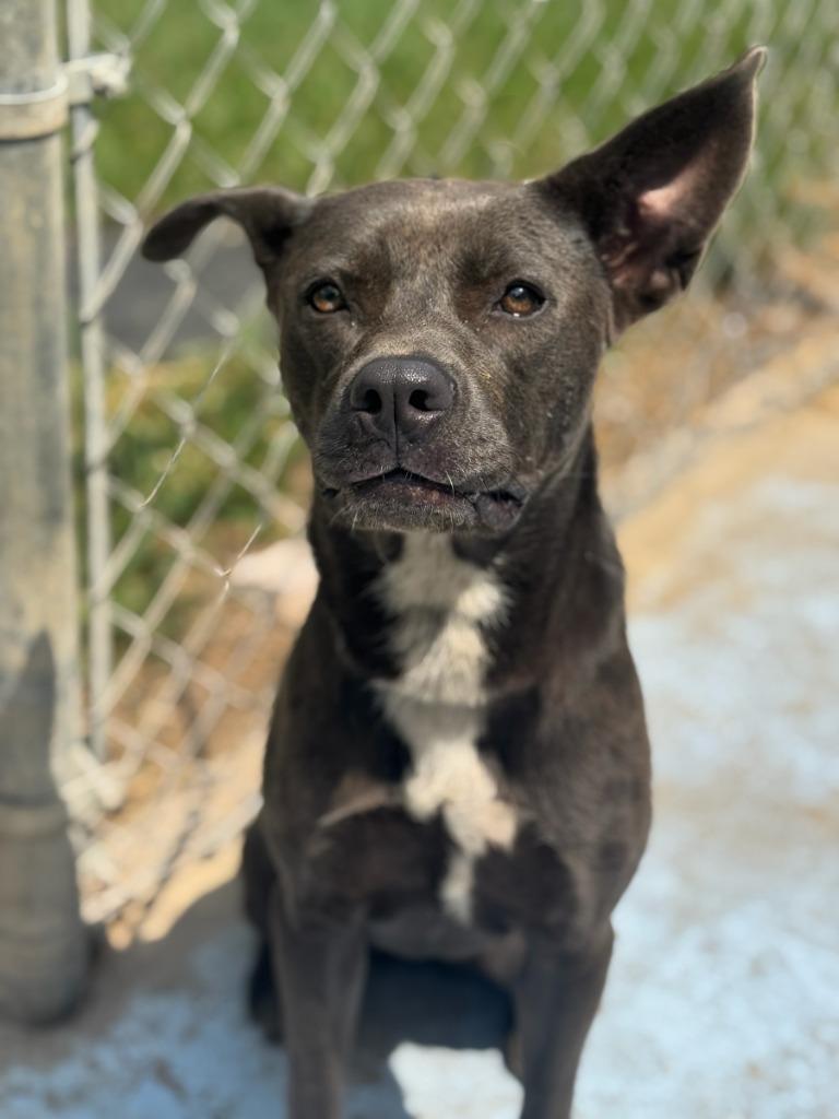 Brandy, Adoptable, Adult Female Pit Bull Terrier & Mixed Breed.