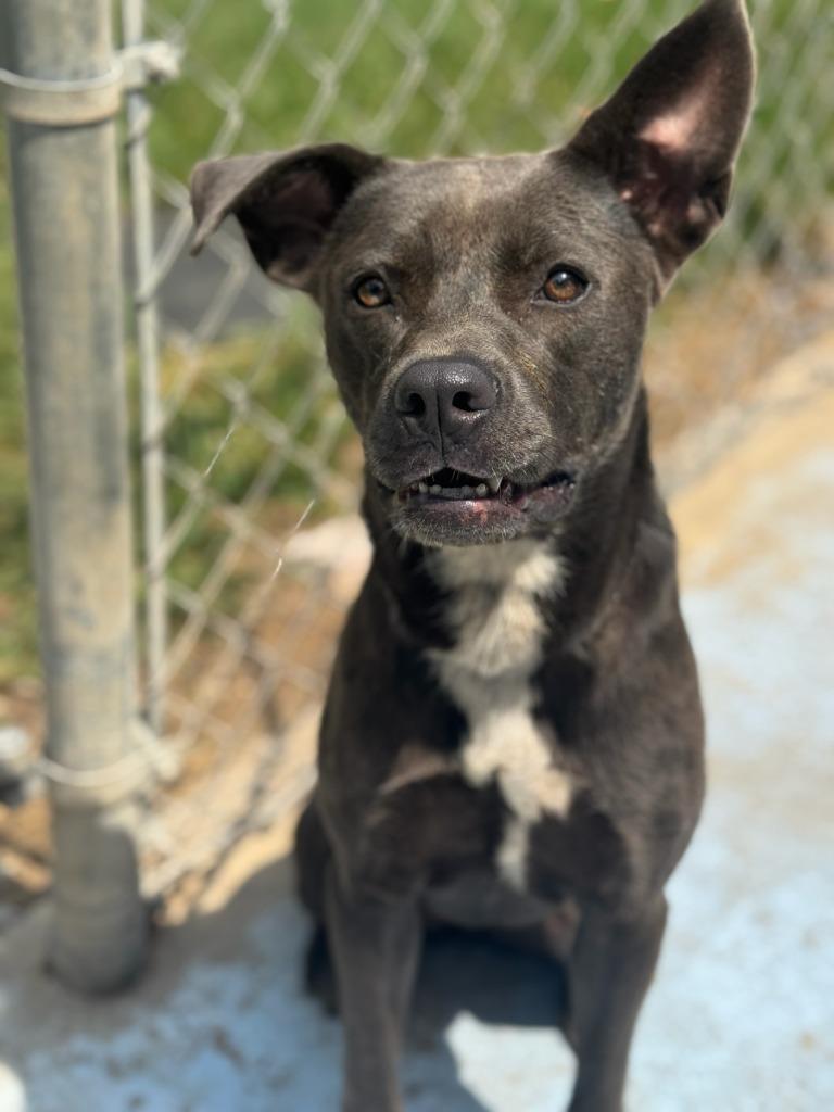 Brandy, a Adoptable mixed breed in Russellville, KY image 2/4