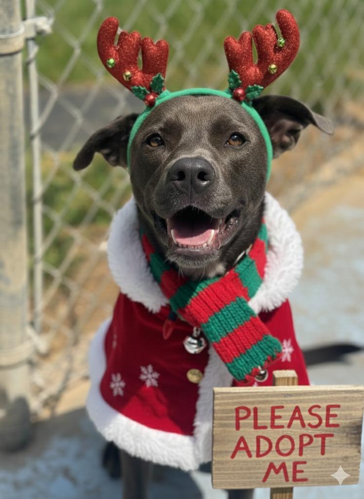 Enlarge Brandy, a Adoptable mixed breed in Russellville, KY image 5/5