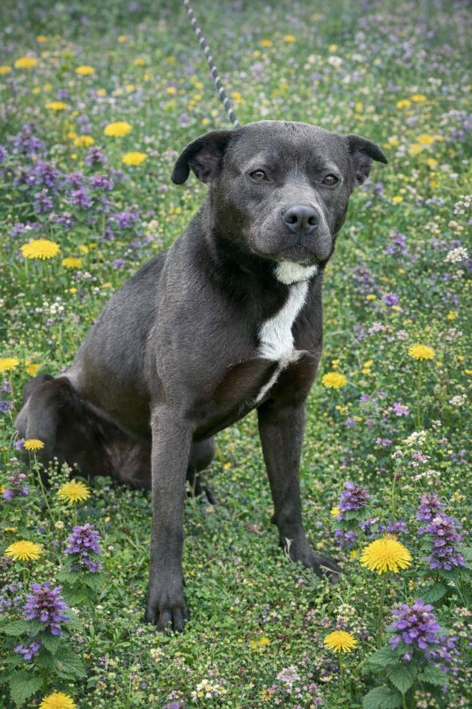 Enlarge Brandy, a Adoptable mixed breed in Russellville, KY image 6/6