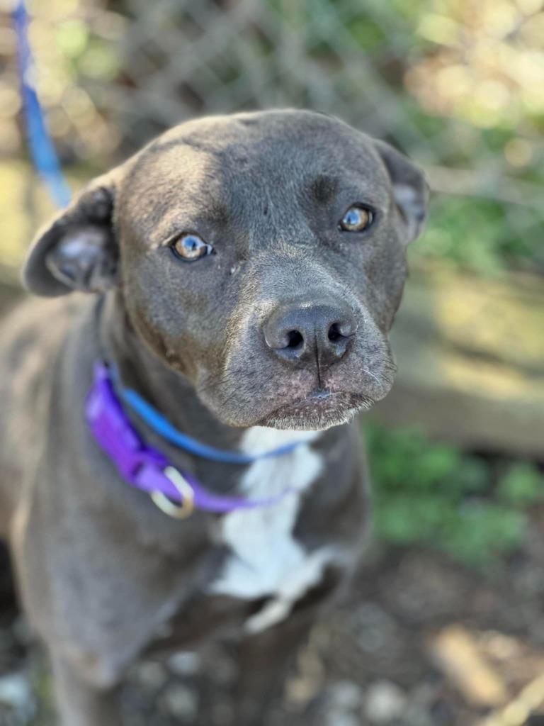 Brandy, a Adoptable mixed breed in Russellville, KY image 4/4