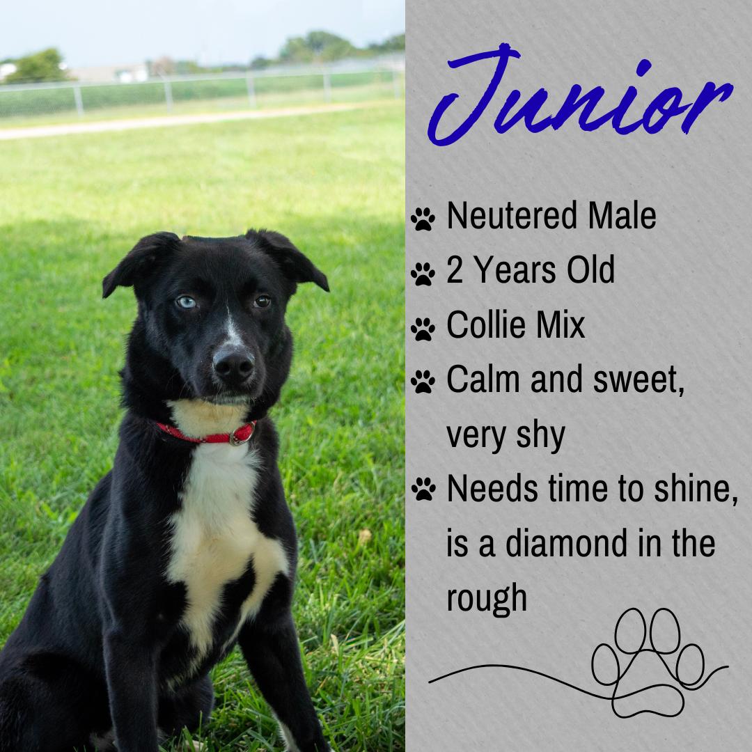 Junior, ADOPTABLE, Adult Male Collie.